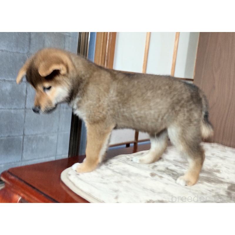 成約済の秋田県の柴犬-396400の2枚目